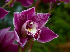 TASMANIA Orchid